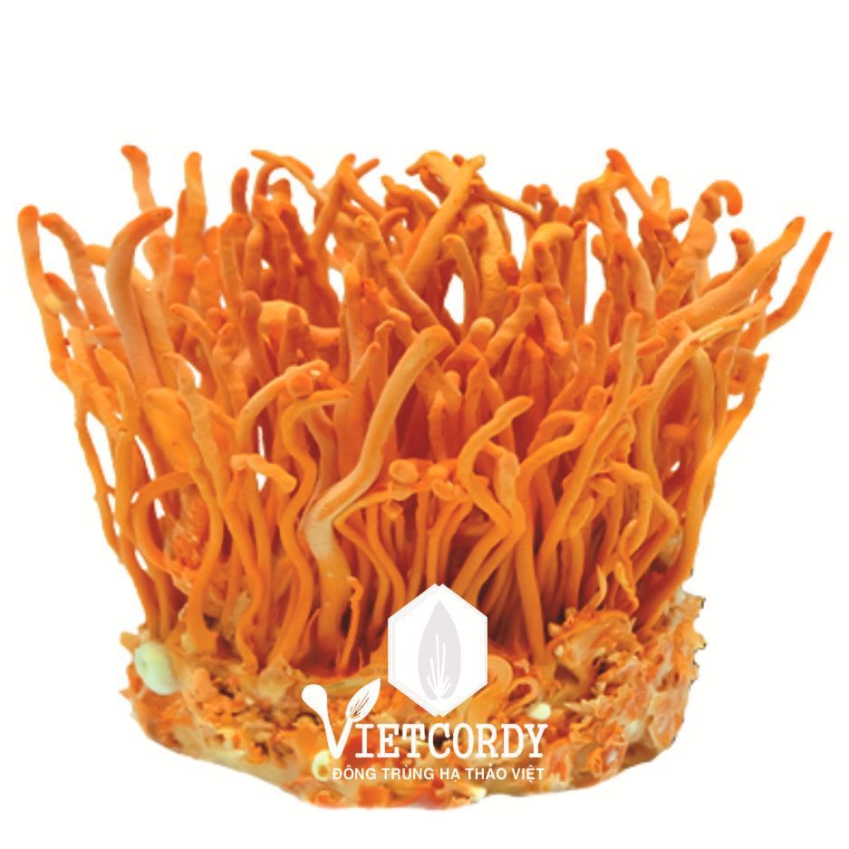 ĐTHT VIETCORDY NGUYÊN HỘP SINH KHỐI TƯƠI